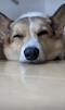 プロフィール写真4・のあ｜居酒屋×Snack じゃりんこ錦・ジャリンコ ニシキ - 名古屋 錦のスナック