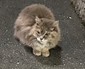 いろは サボテンの花