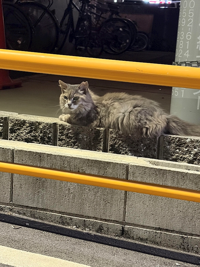 いろは サボテンの花