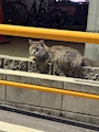いろは