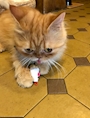 chiko