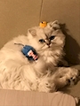 chiko