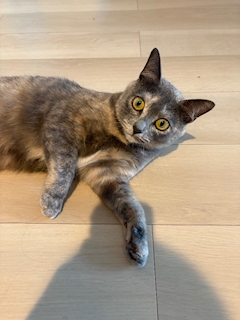 sara