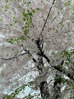 橘 しの