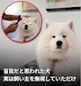 新着ブログ 盲目だと思われてた犬、実は飼い主を無視していただけの件について語ります