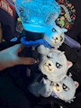 新着ブログ おつかれさまです