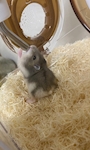 chiko