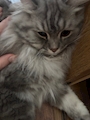 chiko