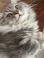 chiko