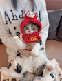 chiko