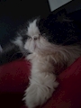 chiko
