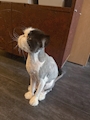 chiko