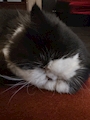 chiko