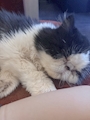 chiko