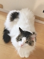 chiko