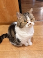 chiko