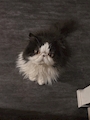 chiko