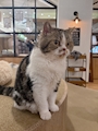 chiko