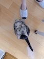 chiko