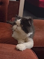 chiko