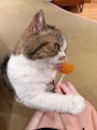 chiko