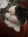 chiko