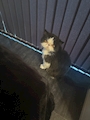 chiko