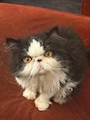 chiko