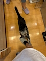 chiko