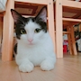 chiko