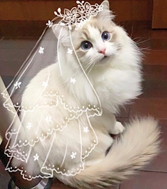 プロフィール写真7・❤︎まりも❤︎|夜顔・ヨルガオ - 新小岩のパブ/スナック