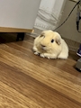 chiko