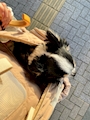 chiko
