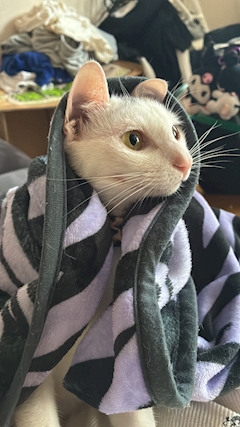 ゆな・昼