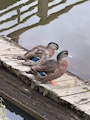 新着ブログ かもかもかものかものはし🦆🦆🦆🦆✨✨