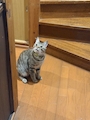 新着ブログ ฅ•ω•ฅ