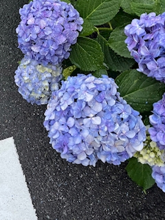 みや