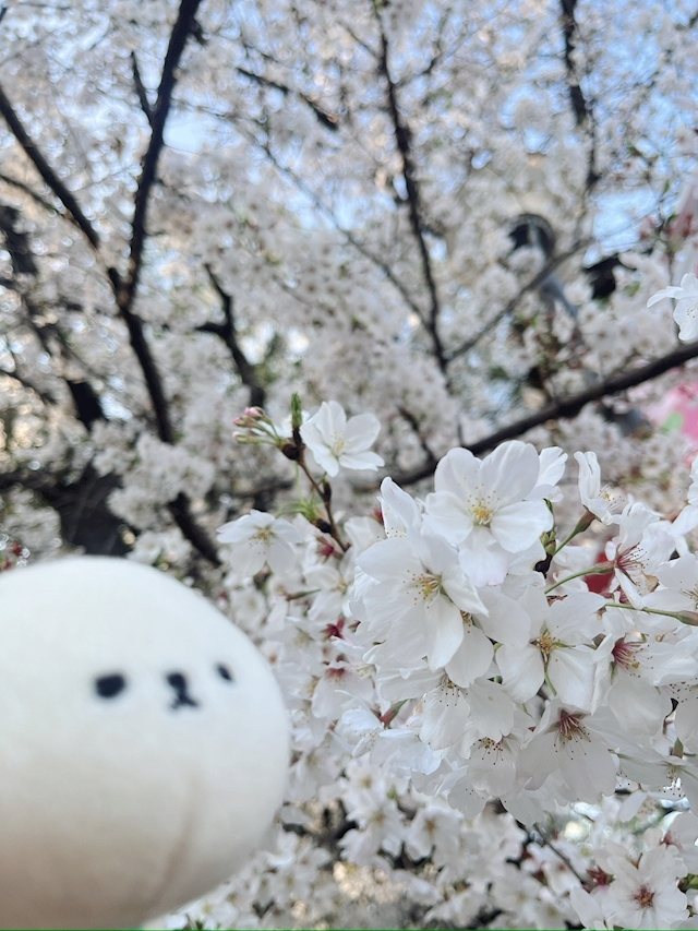 プロフィール写真2・みよ【荻窪ヴェルファーレ】|