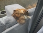 ゆうか