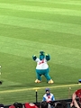 chiko