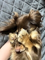 chiko
