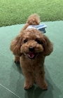 chiko