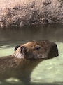 かえ 相模原 キャバクラ・ネルヴァ