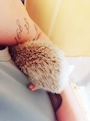 chiko