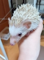 chiko
