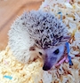 chiko