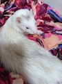 chiko