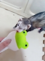 chiko