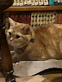 しお