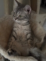 chiko
